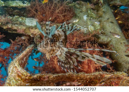 Lion fish in the Red Sea colorful fish, Eilat Israel
