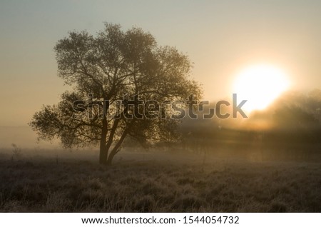 Tree against the background of the morning autumn sky, morning fog and haze above the ground