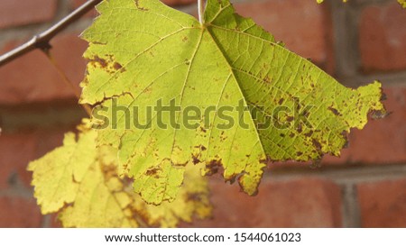Closeup picture of yellow leaf and brick wall