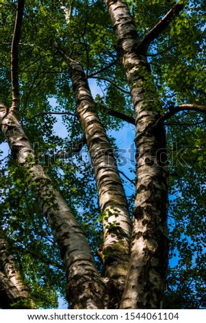 Birch trees in a german forest