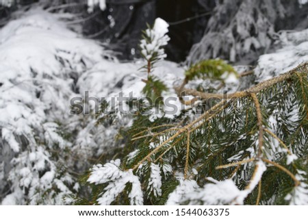 snowy spruce in the mountains