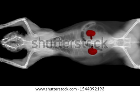 black and white CT scan of a cat pet on a black background. Oncologist veterinary diagnostic x-ray test. kidneys highlighted in red. Royalty-Free Stock Photo #1544092193