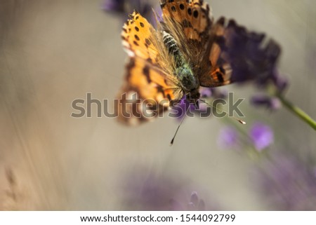 orange coloured butterfly diving into lavender with blurred background and selective focus point