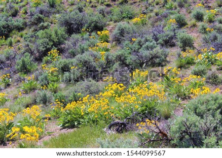 Desert Wildflowers in full bloom