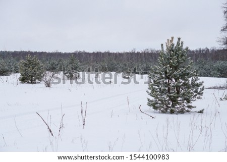 Beautiful winter landscape in a snowy forest. Beautiful Christmas trees in a snowdrift and snowflakes. Stock photo for new year