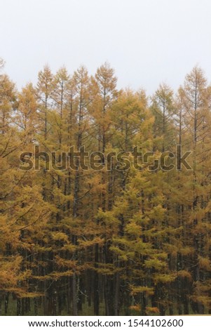 The trees of forest turned into autumnal scenery