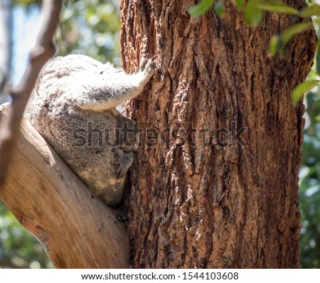 Mum and Baby Koala sleeping in a tree 