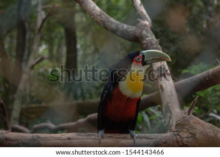 Beautiful toucan with yellow chest