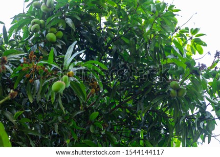 Green mangoes on tree in a brazilian plantation. Mango