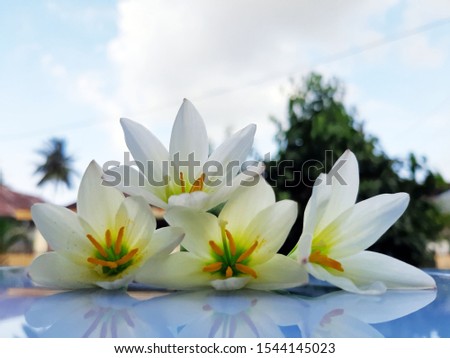 Beauty Flower white Color in outdoor