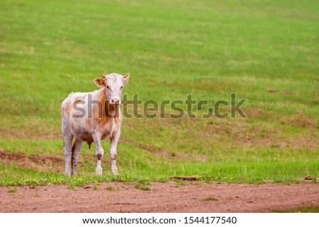 A young calf is standing on a lush green meadow and looking at the camera. Bright juicy picture. Selective focus on the calf, the green field on the background is blurry.