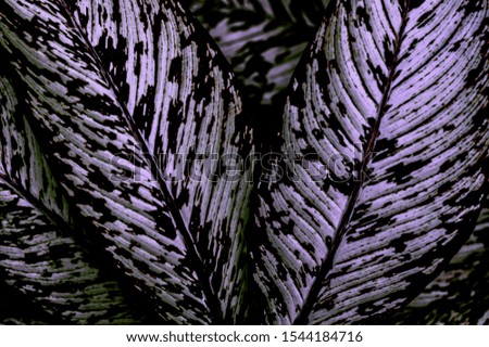 abstract green leaf texture, nature for background, tropical leaf 
