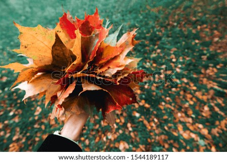 Girl holding in hand yellow red orange maple leaves bouquet. Woman walking in autumn forest . Beautiful park with fresh air. Healthy and nature lifestyle golden autumn concept