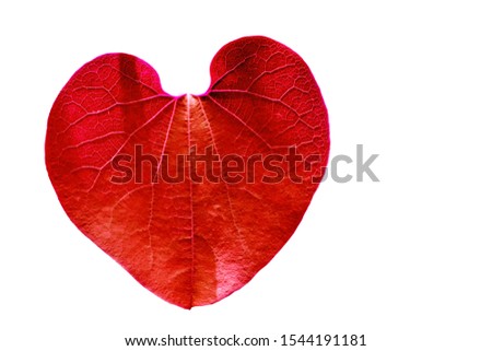 close up of autumn red leaf heart shape texture isolated on white background above view with clipping and copy space for decorating symbol of fall celebration healthy and global environment concept