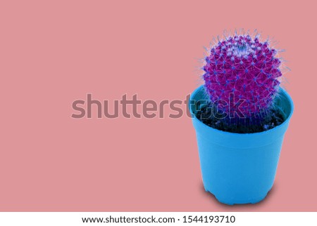 cactus in pot neon light trendy style above pastel background and copy space tropical desert flower green leaf texture with a beautiful pattern of thorns for minimalist modern home decorative idea