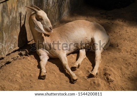 Goat Sleep In warm Light in Thailand zoo