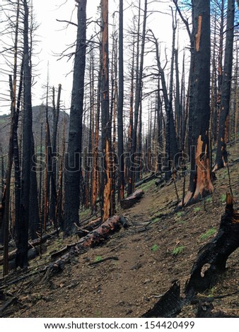 Burned trees along the Crest Trail in New Mexico