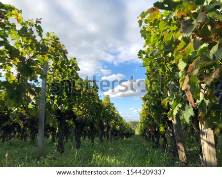 the green vineyard before harvest 