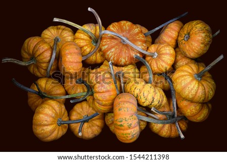 Mini tiger striped pumpkins with long stems, isolated on dark background