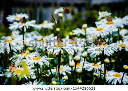 lots of white daisies with butterflies