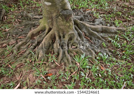 Beautiful tree roots in Thailand.