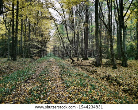 Autumn forest background. Fall day. Beautiful picture with yellow, red and orange leaves. Landscape photography. Autumn natural background. Fall forest. Growth concept. Beautiful colorful foliage