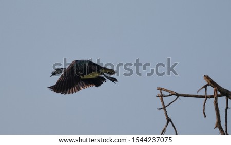 Comb duck in action at Dhanauri Wetlands