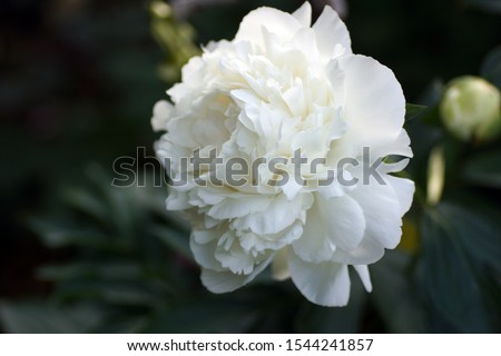 Paeonia Ann Cousins.  Double white peony flower. Paeonia lactiflora (Chinese peony or common garden peony). Beautiful white and pink peonies growing in the garden.                                Royalty-Free Stock Photo #1544241857