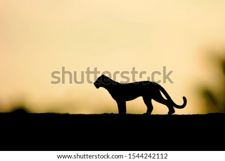 Tiger silhouette on Amazing sunset and sunrise background.