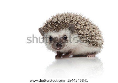 side view of adorable african hedgehog searching and walking isolated on white background, full body