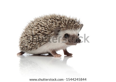cute african hedgehog walking isolated on white background, full body