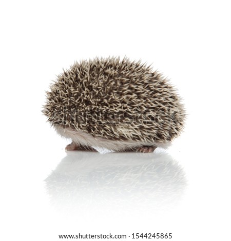 side view of cute african hedgehog looking to side and exploring, walking isolated on white background, full body