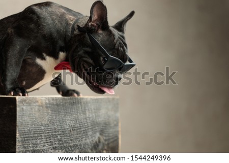 side view of a cool french bulldog wearing sunglasses sitting with head bent on gray background