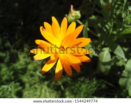 Calendula officinalis is a beautiful bright orange flower