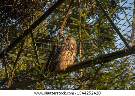 Caged Eurasian eagle-owl in a park in Stockholm
