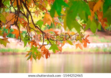 Multi-colored yellow, red and green maple leaves close-up. Autumn leaves on tree branch. Pond with clean water. Reflections in water surface. Autumn nature concept. Warm fall backdrop. Selective focus