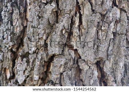Tree texture of Juglans n. or black walnut