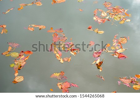Yellow, red and orange leaves close-up. Dry autumn  leaves on water surface. Oak and maple leaves in pond or lake. Forest, sky and clouds are reflected in water. Fall natural concept. Selective focus