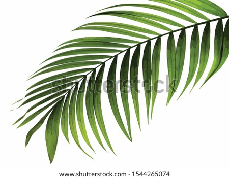 green palm leaf vector illustration background eps10
