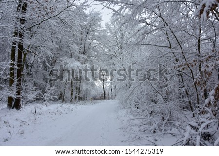 Beautiful winter landscape, white, cold wet snow enveloping the forest.