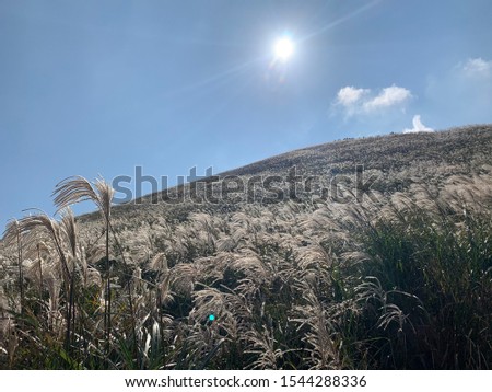 a hill of Jeju Island with beautiful reeds swaying in the wind.