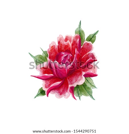 Watercolor pink peony illustration, isolated object on white background