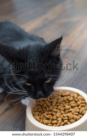 Big beautiful black cat breed Mei-kun eats dry food from a bowl. Copy space.