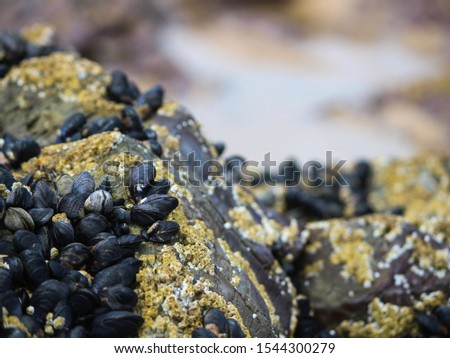 Mussels Closeup, Padstow - Cornwall