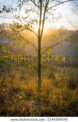 Tree on morning with haze in fall