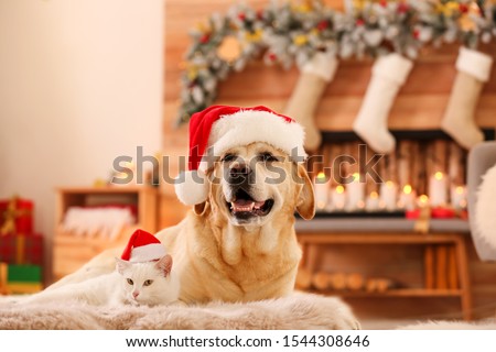 Adorable dog and cat wearing Santa hats together at room decorated for Christmas. Cute pets