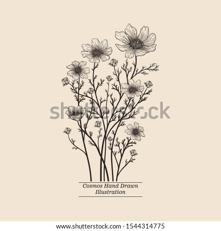 Hand Drawn Botanical Cosmos Flower Vector Illustration with Vintage Engraving Style for Wedding Card and Invitation Template Design