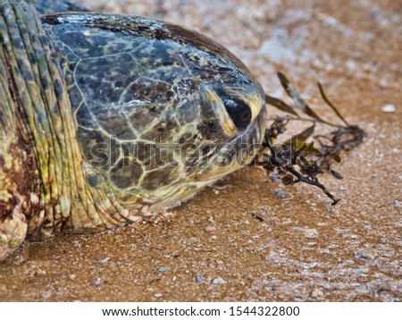 
a big turtle on a beach in Sri Lanka