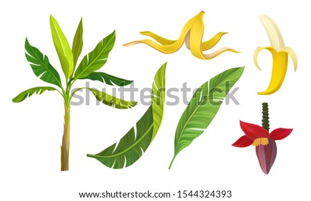 Banana Plant Vector Illustrated Set With Leaves and Fruit Isolated On White Background