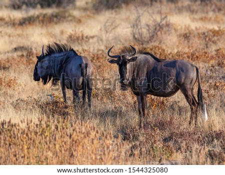 Blue Wildebeest (Connochaetes albojubatus) in Etosha National Park in Namibia, Africa. Royalty-Free Stock Photo #1544325080